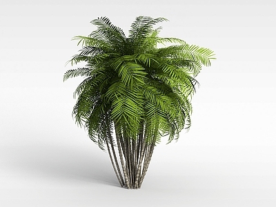 现代办公桌 植物椰树
