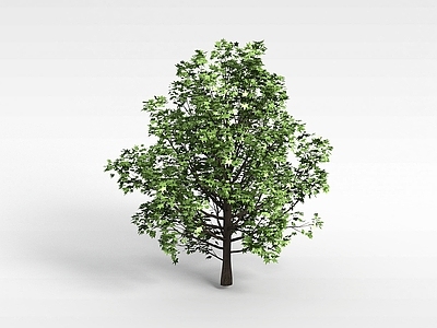 现代办公桌 植物大树