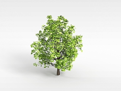 现代办公桌 植物大树