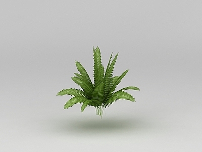 现代佛龛 蕨类植物