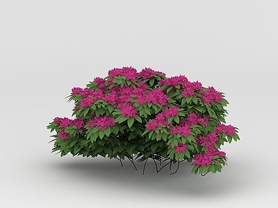 现代佛龛 植物景观花草