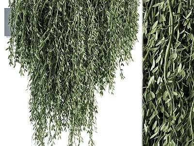 藤蔓 户外悬挂植物