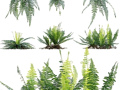 草 蕨类植物