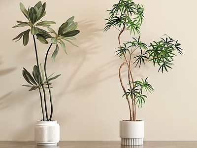 盆栽 绿植盆栽盆景