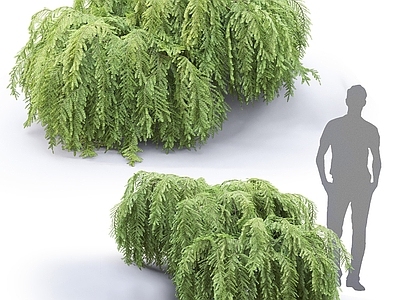 灌木 绿植球 绿植堆 花箱绿植 花坛绿植 杂草