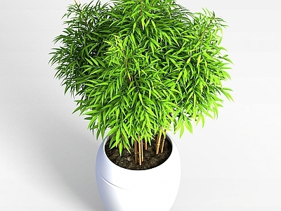 现代佛龛 观赏竹盆景