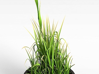 现代佛龛 庭院花草盆栽