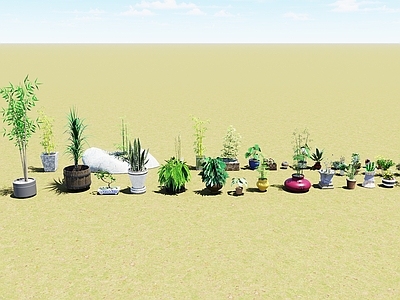 盆栽 盆栽植物