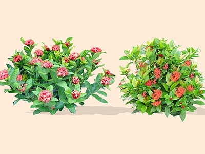 灌木 2D龙船花 山丹 蒋英木 卖子木