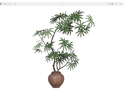 盆栽 花盆盆栽植物绿植 树木热带植物