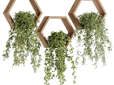 其他绿植 现代墙挂植物 吊篮