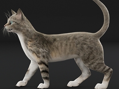 猫 猫