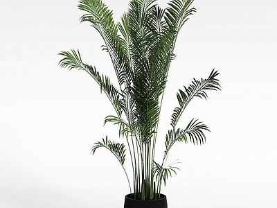 现代佛龛 室内花盆绿植散尾葵
