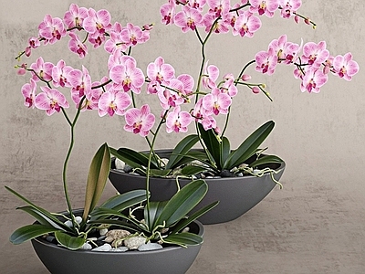 现代佛龛 兰花盆栽