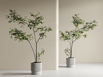 盆栽 植物盆栽 绿植盆栽 吊钟 枫树盆栽