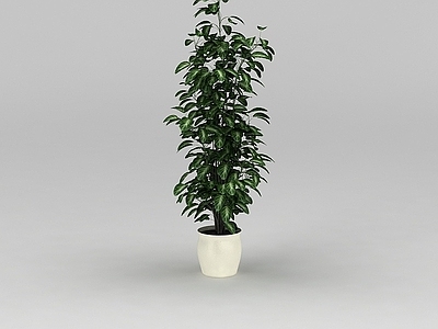 现代办公桌 绿植盆景树