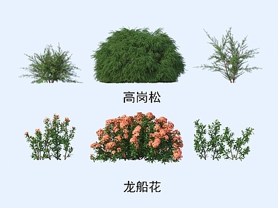 灌木 灌木花草 植物类