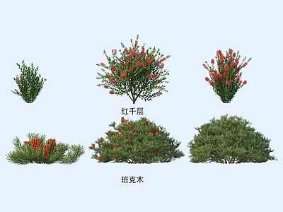 灌木 灌木花草 植物类
