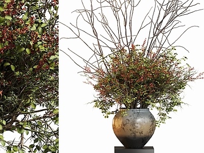 盆栽 现代花艺盆栽花卉 花艺花卉 植物