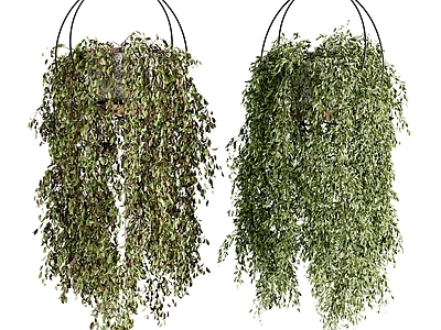 盆景 现代吊篮植物
