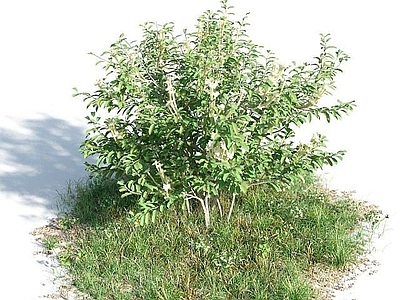 现代灌木 观赏灌木