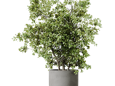 盆栽 绿植 植物 盆栽 盆景
