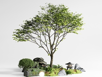 景观树 红枫景观树 庭院乔木 鸡爪槭 石头 庭院小品