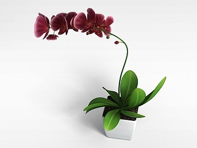 现代佛龛 兰花花卉