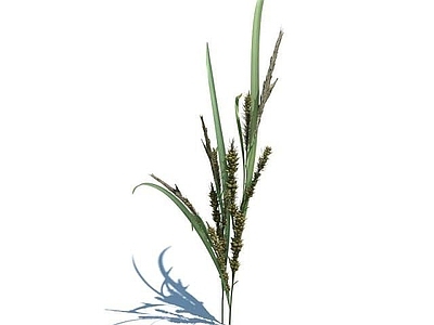 现代佛龛 植物花草