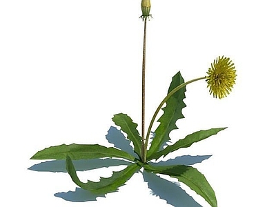 现代佛龛 蒲公英花