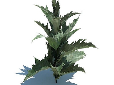 现代佛龛 植物
