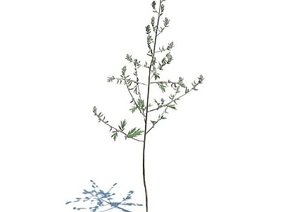 现代佛龛 艾草