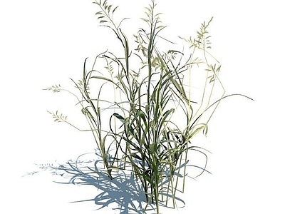 现代佛龛 虉草