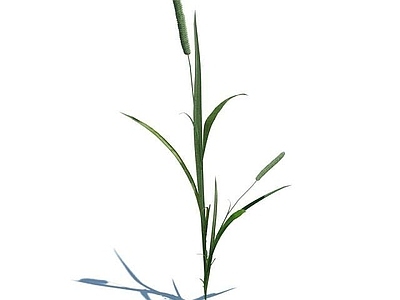 现代佛龛 狗尾巴草