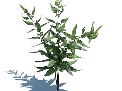 现代佛龛 异株荨麻