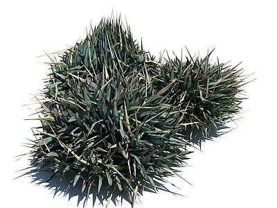 现代佛龛 植物