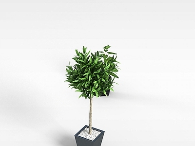 现代佛龛 庭院绿植盆栽