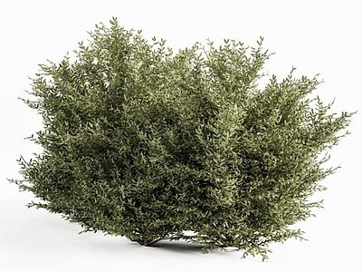灌木 灌木丛 灌木球 植物球 花坛绿植 绿植球