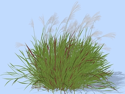 灌木 芦苇草 细叶芒草 花草铺地草 景观草高草小草 景观野草