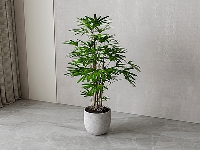 盆栽 现代绿植盆栽