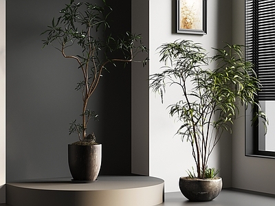 盆栽 中古风植物 绿植