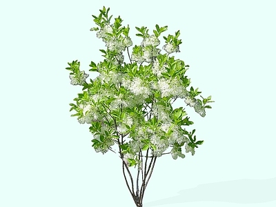 灌木 2D流苏树 四月雪 铁黄荆 晚皮树 炭栗树