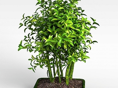 现代佛龛 绿植盆栽