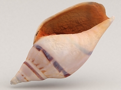 水生类动物 海洋生物 海螺 贝壳