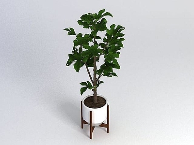 现代佛龛 室内盆栽植物