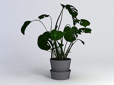 现代佛龛 绿萝植物