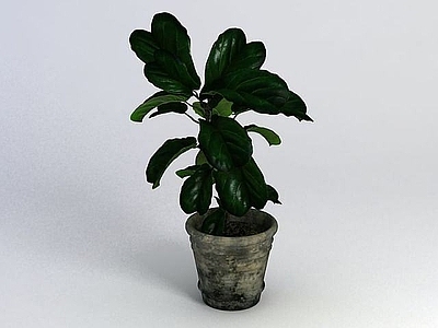 现代佛龛 植物