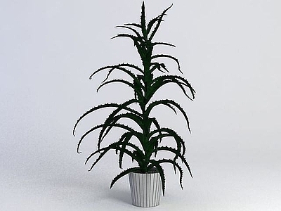 现代佛龛 植物