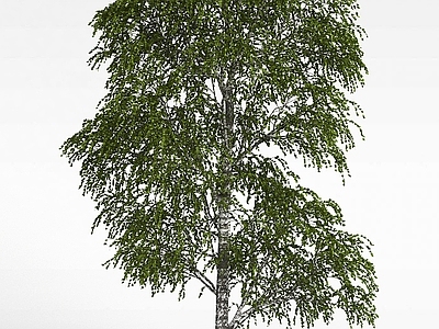 现代办公桌 杨树