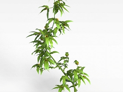现代佛龛 牛眼菊